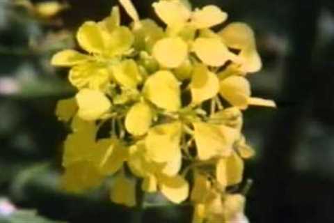 The Spice of Life - Mustard: The Spice Of Nations - 1983 BBC production