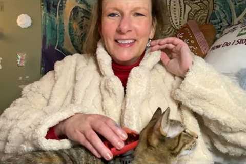 The cats and I test the Breo iDream 5S & the Breo Scalp Mini | January 2, 2024