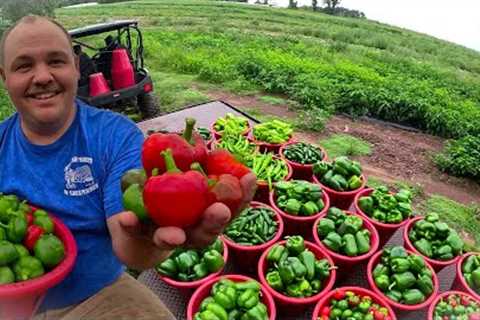 A VEGETABLE FARMERS ENTIRE 2023 FROM PLANTING TO HARVEST