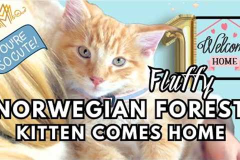 The cutest Norwegian Forest kitten ever? With lynx ears, it''ll grow a mane & be 3x bigger than ..
