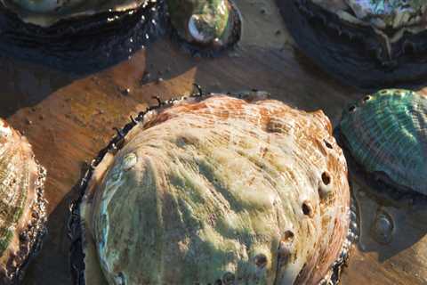 Exploring the Potential of Abalone in Chinese Cuisine