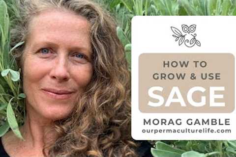 Why every garden should have this herb - Sage