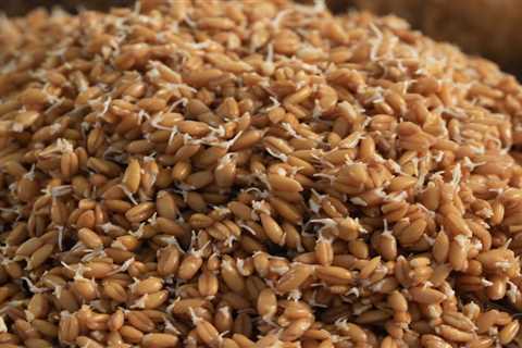 A photo guide to making sprouted grain pulp