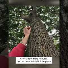 Animal Rescuer Catches Kitten Falling From Tree #shorts