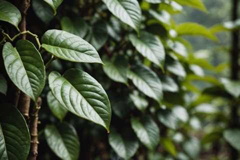 Which Coffee Bean Is Better, Arabica or Robusta?